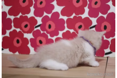 成約済の東京都のマンチカン(短足)-105334の6枚目